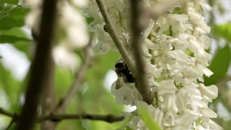 Dark-silhouette-shape-of-bee-flying-as-it-latches-onto-white-petal-flower-bunches