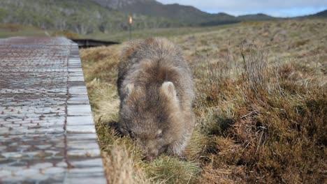 Fantastische-Aufnahme-Eines-Tasmanischen-Wombat,-Der-Neben-Dem-Holzstegweg-Einheimische-Sträucher-Und-Büsche-Frisst