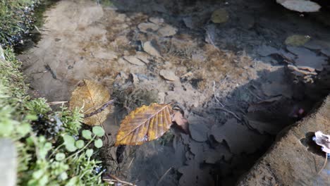 Common-pond-skater-and-fallen-beech-leaves-on-a-surface-of-a-small-pond-in-autumn