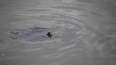 Painted-turtle-swims-poking-only-head-and-tail-out-of-water,-slow-motion