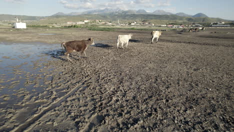 Las-Vacas-Deambulan-Por-La-Zona-Rural.