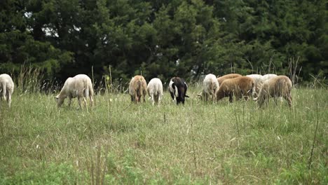 Small-flock-of-sheep-and-goats