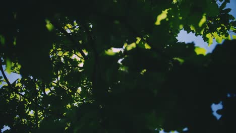 Luminous-Foliage:-Sunlight-Dances-through-Dense,-Green-Canopy