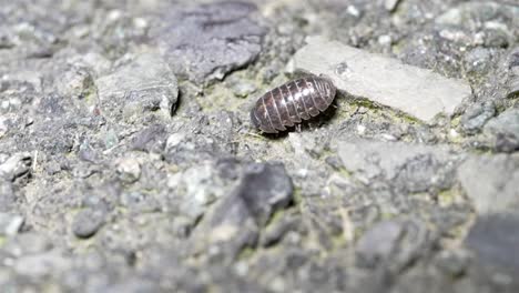 Pill-bug-crawls-scampering-across-broken-asphalt-surface,-tracking-follow