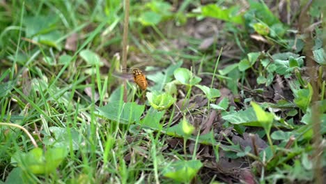Wespe-Fliegt-Sanft-über-Gras,-Zeitlupenansicht-Des-Natürlichen-Lebens