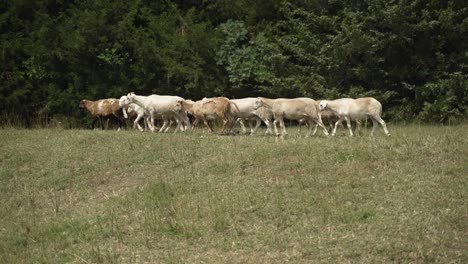 Small-flock-of-sheep-and-goats-in-nature