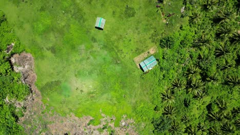 Top-Down-View-Of-Green-Fields-In-Tropical-Landscape-Of-Baras,-Catanduanes,-Philippines---drone-shot