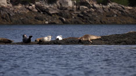 Group-of-seals-flop-and-lay-o-rocky-kelp-island-relaxing,-slow-motion