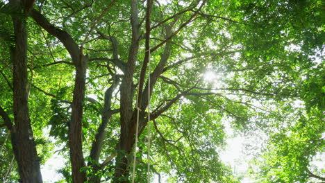 In-Filmaufnahmen-Festgehaltene-Bäume-Gleiten-Nach-Links-Und-Geben-Den-Blick-Auf-Die-Unterseite-Der-Baumkronen-Frei,-Während-Das-Sonnenlicht-Durch-Die-Dicken-Äste-Und-Blätter-Fällt