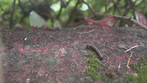 black-millipede-with-yellow-dots-on-a-black-and-red-surface-around-trees