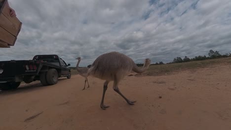 Baby-ostriches-at-a-drive-through-safari-zoo