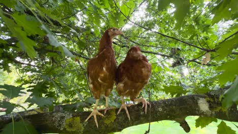 Ultra-Wide-Eye-Level-View-of-Isa-Brown-Chickens-Perched-Among-Abundant-Leaves