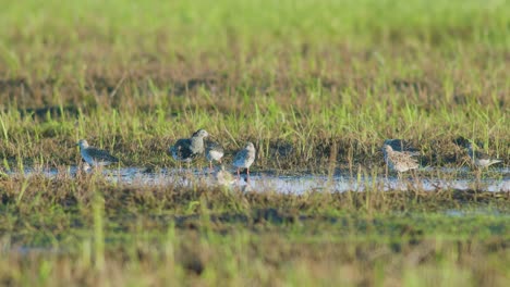 A-flock-of-ruff-birds-in-mating-season-in-wetlands,-flooded-meadows