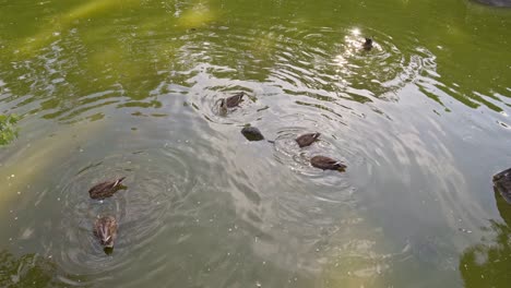 Patos-Nadando-En-Un-Estanque-De-Jardín-De-Estilo-Japonés