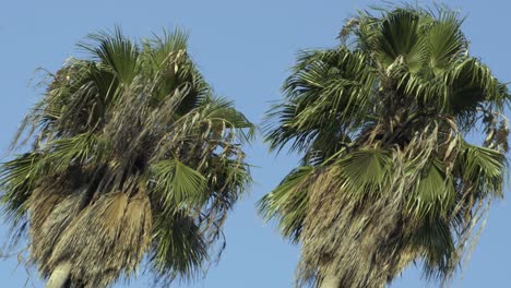 Two-palm-trees-swaying-in-the-wind-during-day