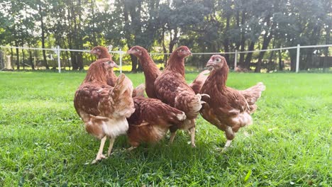 Six-Isa-Brown-Chickens-Leisurely-Roaming-in-Natural-Park-Setting
