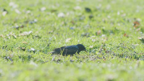European-starling-digs-out-worms-out-of-soil