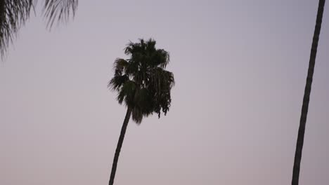 Palm-tree-blowing-with-pink-sunset-behind