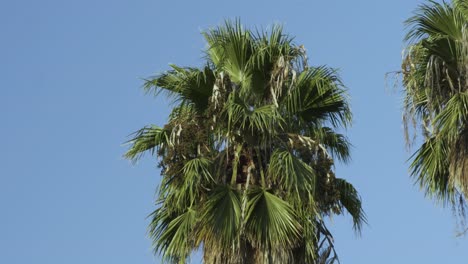 Palm-tree-with-blue-sky-in-the-back