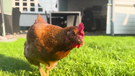 Curious-Isa-Brown-Chicken-Looking-at-Camera-During-Golden-Hour,-White-Chicken-Enters-Scene-and-Walks-By