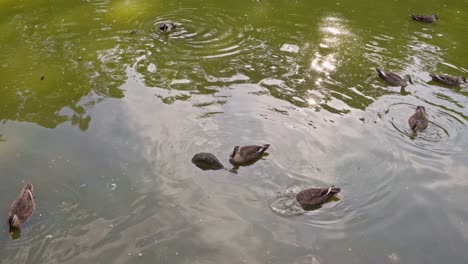Enten-Schwimmen-In-Einem-Teich-Im-Japanischen-Stil