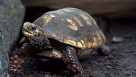 Red-footed-tortoise-facing-camera-and-explores-surroundings---Ground-level-closeup