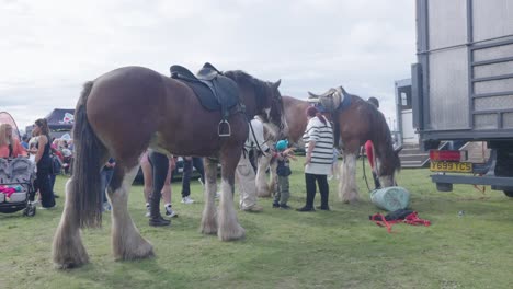 Stallhelfer,-Die-Sich-Um-Clydesdale-Pferde-Bei-Einer-Ausstellung-Mit-Menschen-Kümmern,-Die-Es-Gerne-Sehen-Möchten