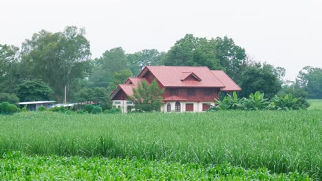 House-zoom-in-the-middle-of-farmland-surrounded-by-trees,-bananas,-and-corn-at-farmland