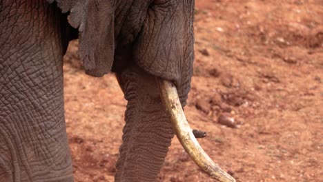 Nahaufnahme-Des-Stoßzahns-Eines-Afrikanischen-Buschelefanten-Im-Aberdare-Nationalpark-In-Kenia
