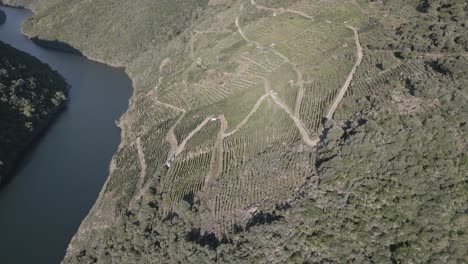 Breathtaking-Aerial-Footage-Of-Vineyard-On-Riverside-at-Sil-Canyon,-Spain