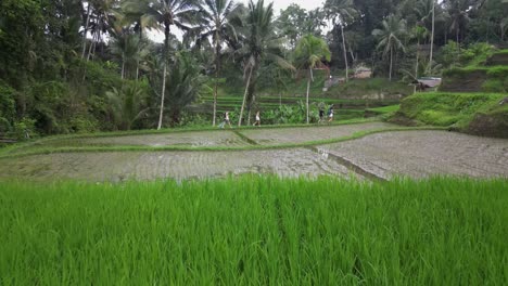 Tourists-walk-in-beautiful-flooded-rice-terrace-fields-in-Ceking,-Bali