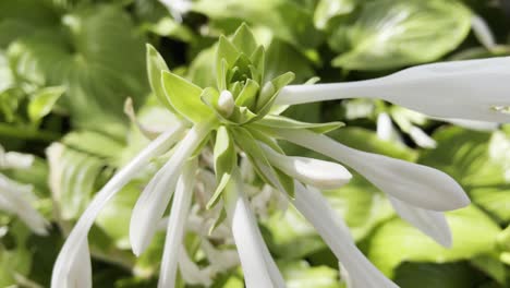 Close-Up-Footage-Of-A-Stunning-White-Petal-Flower-Mixed-With-Shiny-Leaves