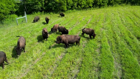 Aerial-medium-shot-of-buffalo-grazing-in-grass,-baby-buffalo-calfs
