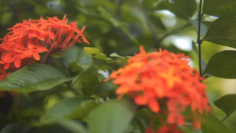 Hermosas-Flores-De-Geranio-En-El-Jardín---Flores-De-Geranio-Rojo