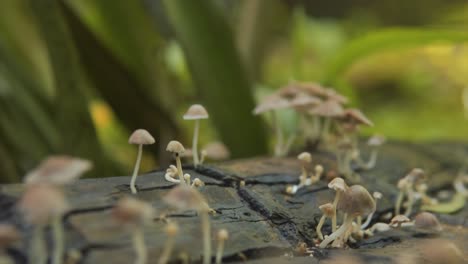 Slow-motion-shot-of-white-mushrooms-growing-out-of-a-tree-trunk-in-the-Indian-rainforest