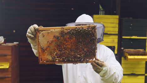 Honey-farmer-standing-in-front-of-beehives,-holding-a-hive-frame,-medium-shot