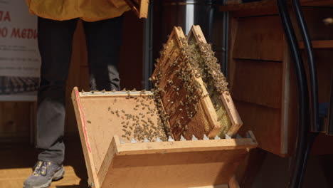 Apiarist-putting-hive-frames-on-the-beekeeping-frame-holder,-handheld-shot