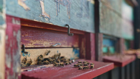 Honigbienen-Tragen-Pollen-Und-Dringen-In-Bienenstöcke-Ein,-Nahaufnahme