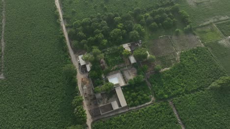 Beautiful-lush-mango-farm-on-large-scale-in-Sindh,-Pakistan---Mango-farm-in-Mirpur-Khas,-Pakistan