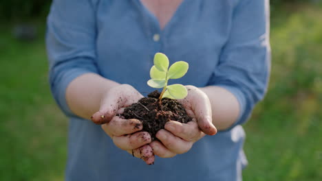 Close-view-of-green-plant-in-soil-in-hands-of-white-woman,-no-face