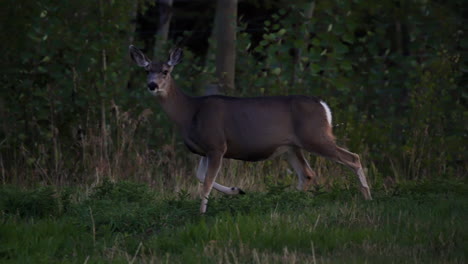 Profile-tracking-shot-of-mule-deer-doe-walking-alertly-at-forest-edge