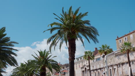 Palm-trees-on-the-promenade-of-Split