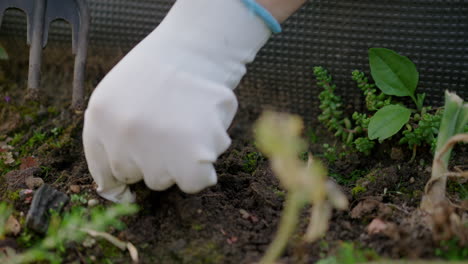 Close-up-of-gloved-hand-and-rake-picking-in-soil-in-garden,-no-face