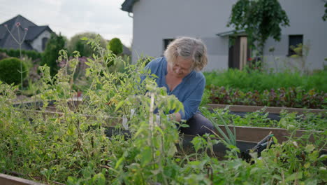 Eine-ältere-Frau-Kümmert-Sich-Handgehalten-Um-Die-Grünpflanze-In-Ihrem-Garten