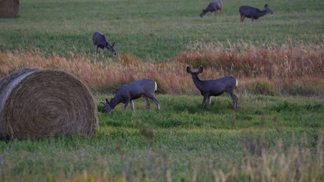 Mule-deer-Odocoileus-hemionus-grazing-in-farm-land-between-hay-bales,-telephoto