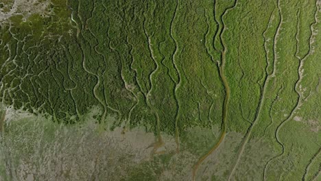 Abstract-patterns-of-watercourses-in-green-Slikken-van-Voorne-river-delta,-drone