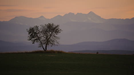 Hirsch-Neben-Einem-Baum-Auf-Einer-Wiese-Mit-Pfirsichfarbenem-Sonnenuntergangshimmel-über-Der-Bergsilhouette