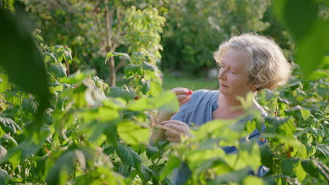 Elderly-woman-eats-raspberries-from-plants-in-her-sunny-green-garden