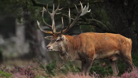 Regal-red-deer-stag-with-big-antlers-dips-head-as-he-walks,-Hoge-Veluwe,-the-rut