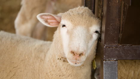 Ile-de-France-Sheep-Head-Close-up-Leaning-on-Metal-Fence-Enclosure-in-French-Farm